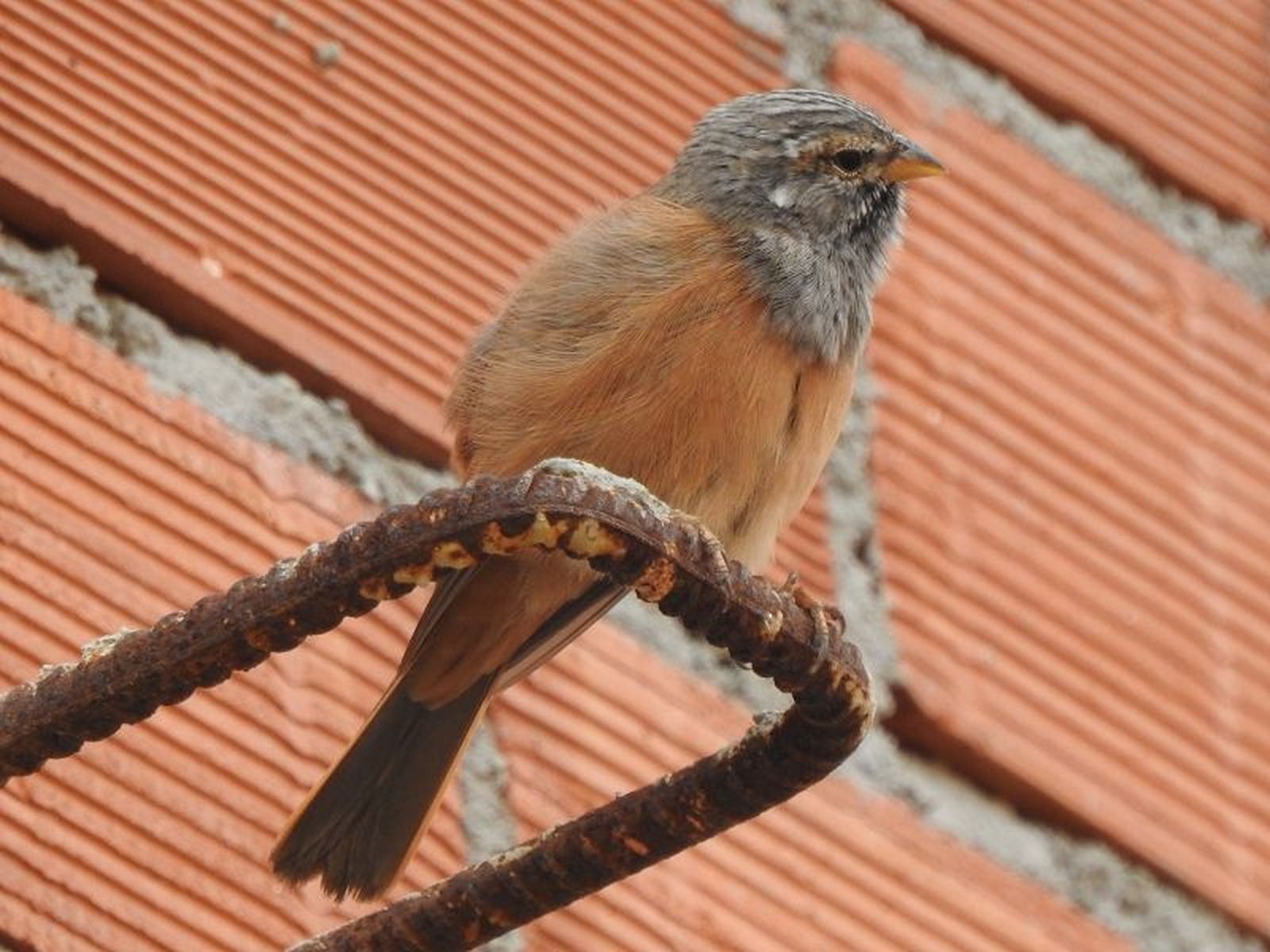 Escribano sahariano./ FOTO PEPE NAVARRETE