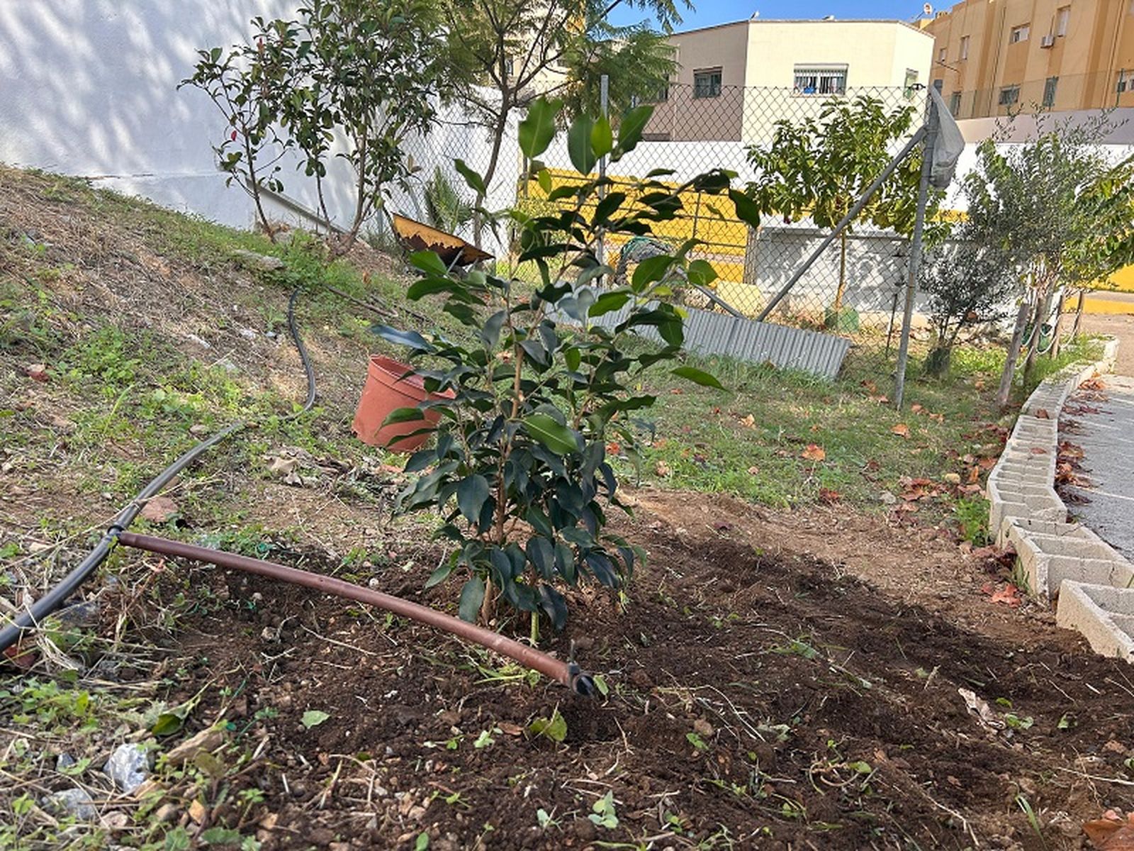 Donación de El Pueblo de Ceuta al Jardín de las Hespérides |  FOTO E.A.Z