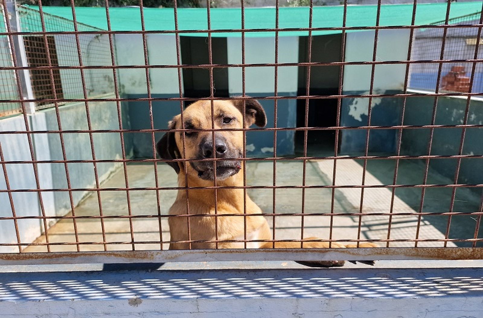 Un perro acogido en la Protectora de Animales/FOTO EL PUEBLO