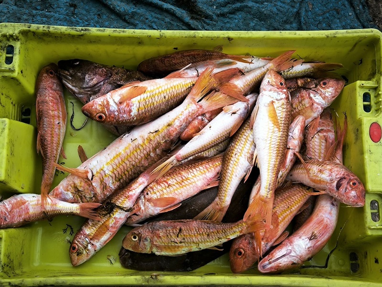 Los salmonetes que había pescado algunos de los marineros. / FOTO NICOL'S
