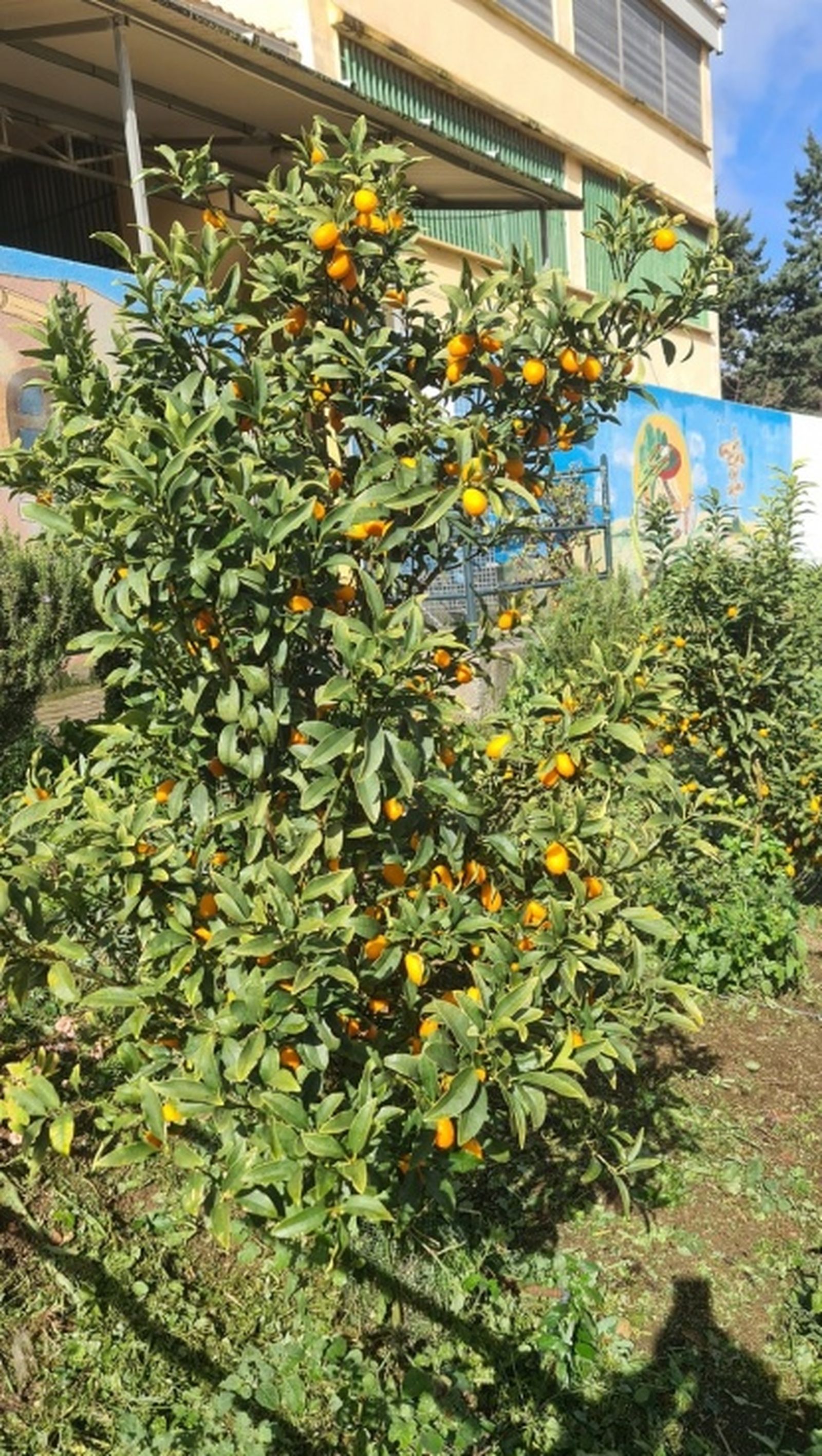 El Jardín cuenta con más de 50 árboles entre olivos higueras, perales, etc. | FOTO CEDIDA