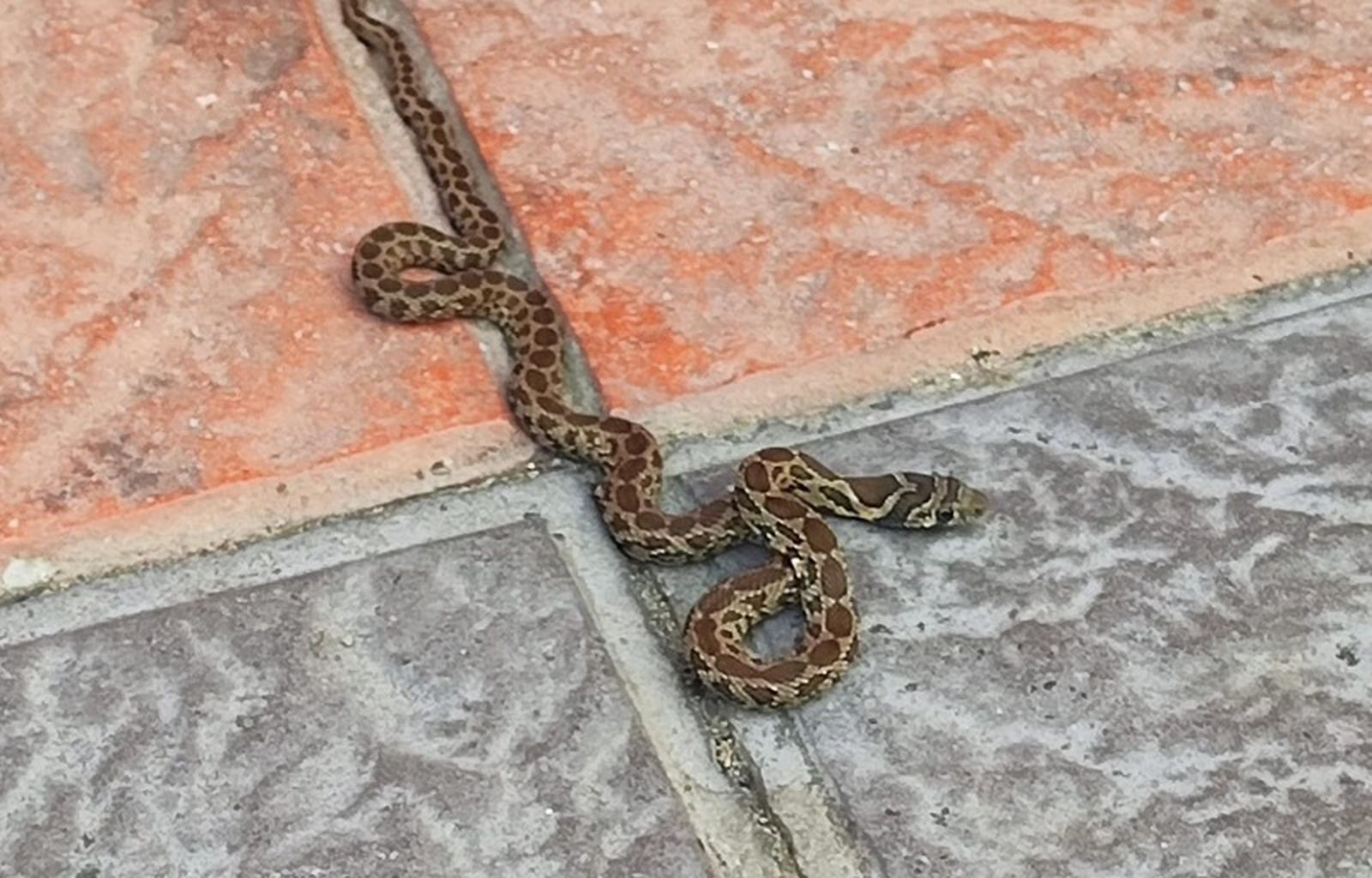 “El castigo por muerte de un animal podría conllevar la entrada en prisión”. / FOTO CEDIDA