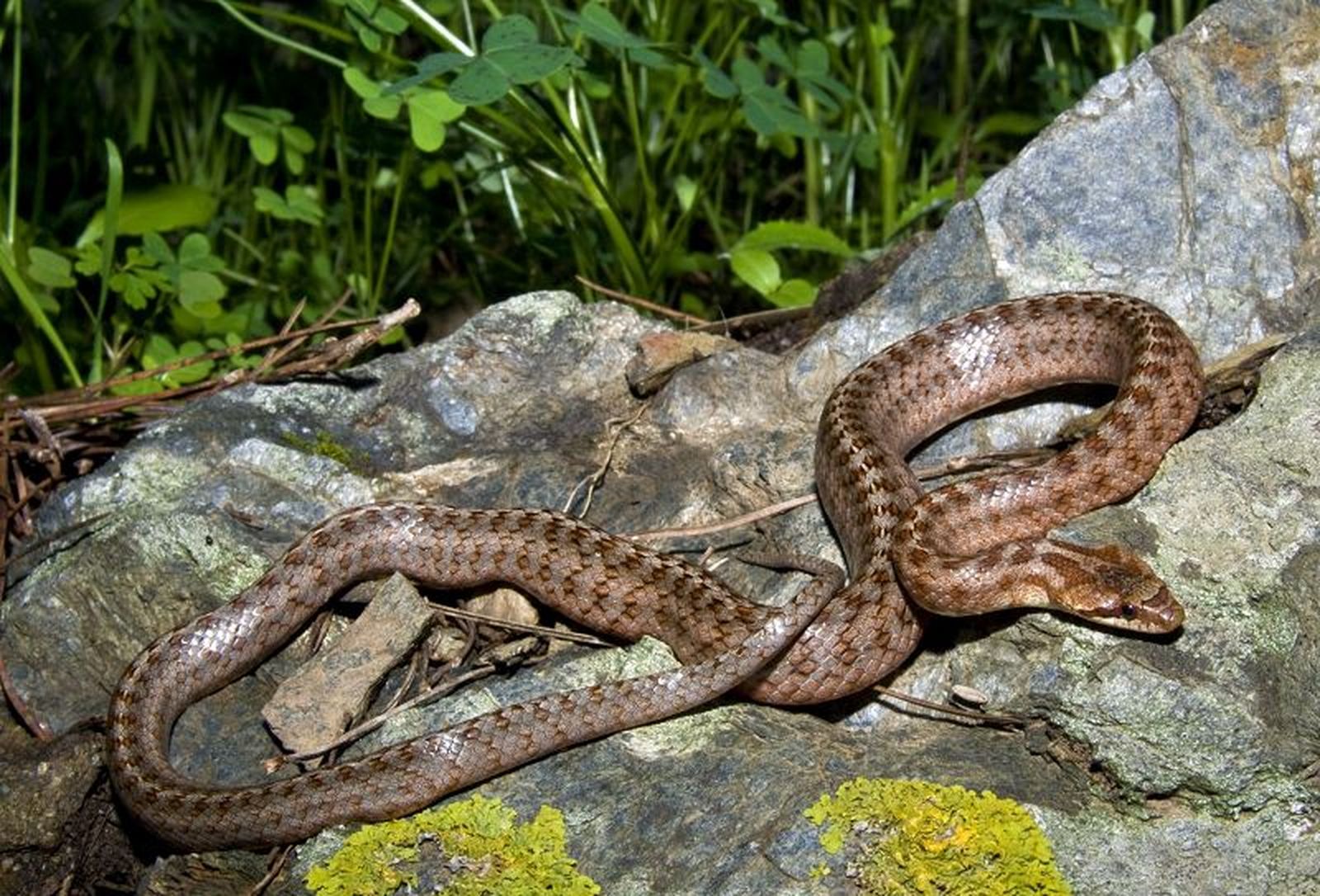 Culebra lisa meridional./ FOTO SAÚL YUBERO
