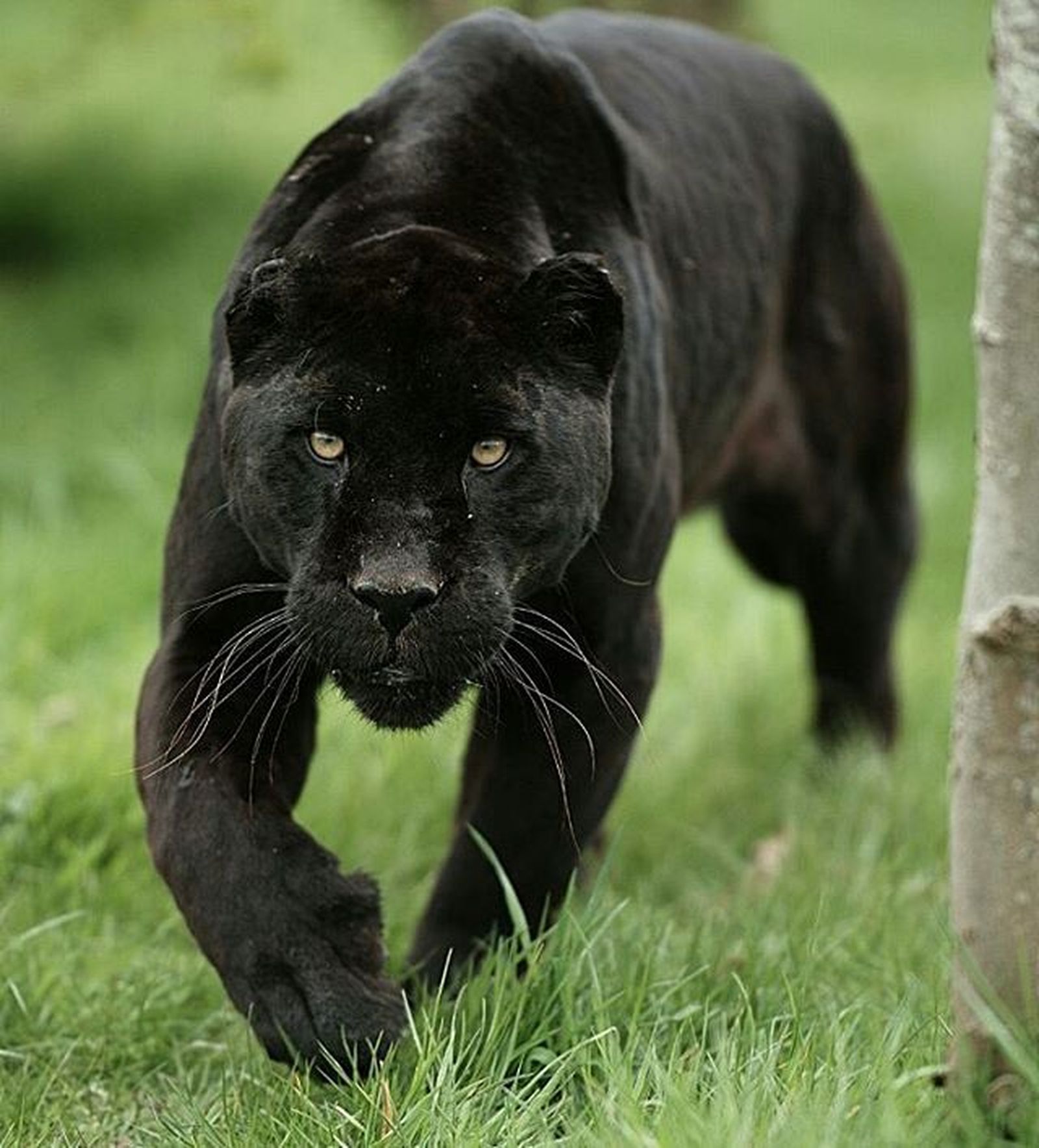 1730_pantera-negra-mirando