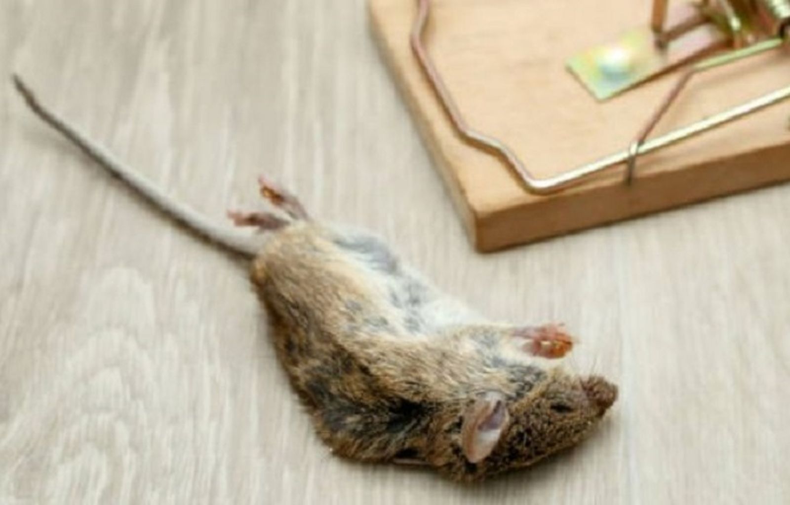 1183_como-matar-ratas-655x368