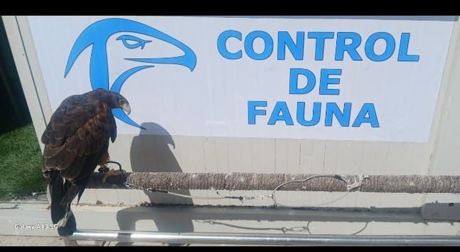 El control de fauna es un servicio necesario que vela por la seguridad de los helicópteros. / FOTO CEDIDA