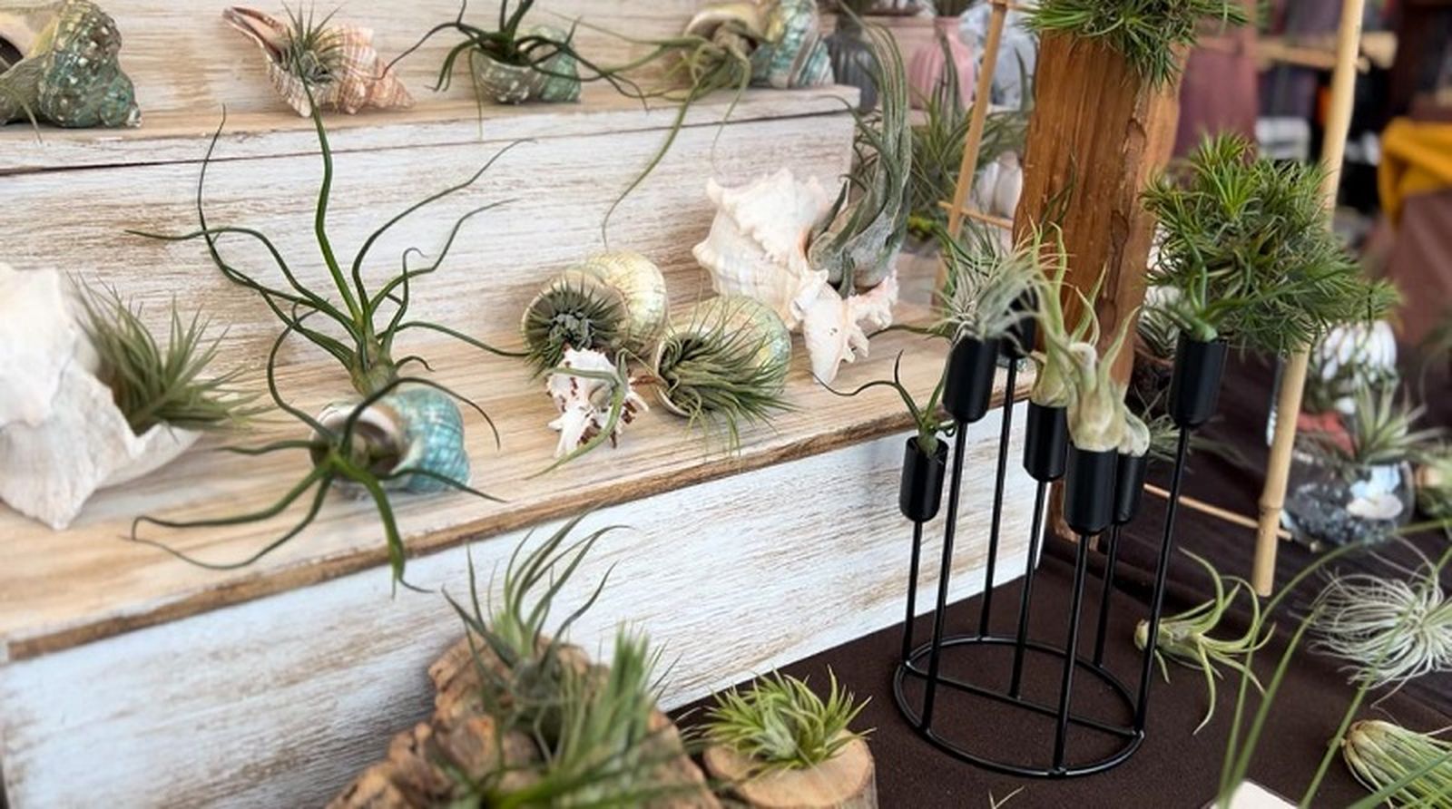 Plantas de Aire, del 'Mago del Tenedor' | FOTO E.A.Z