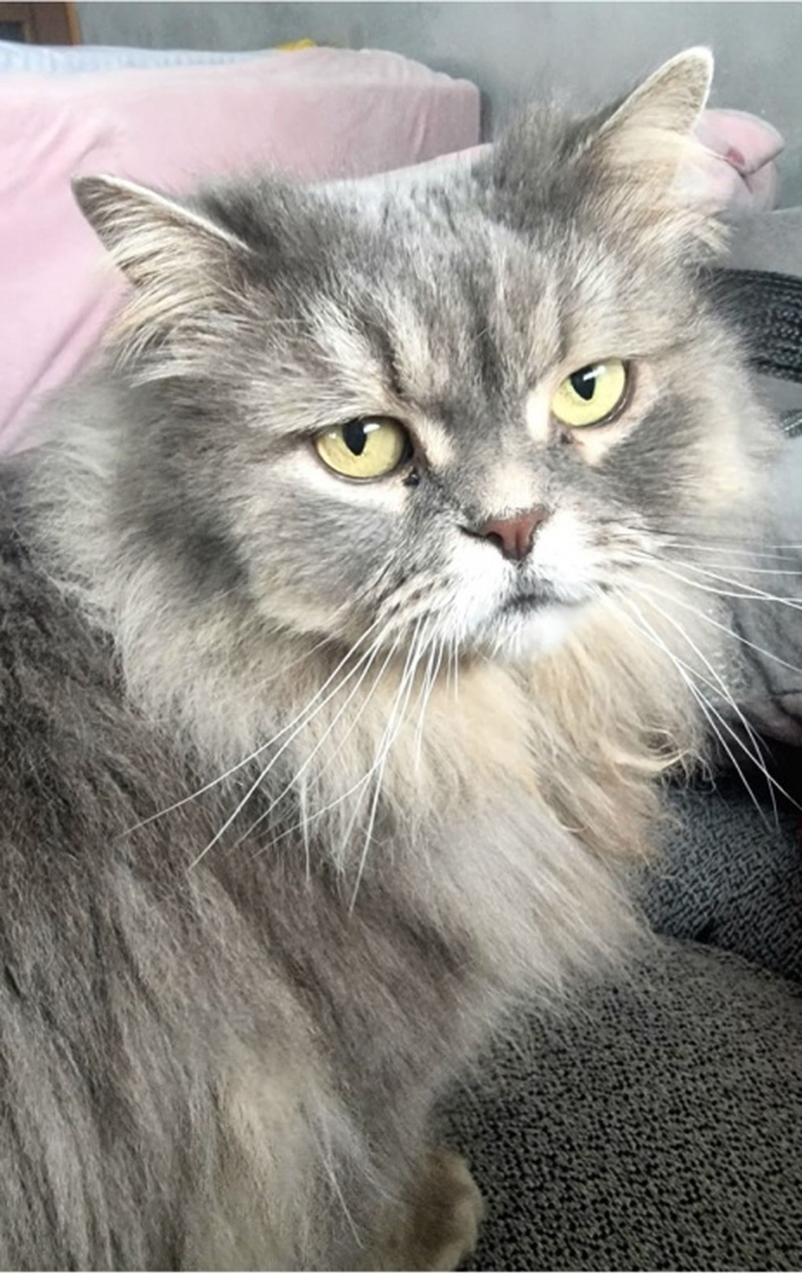 Estrella, gata persa que ha desaparecido | FOTO CEDIDA