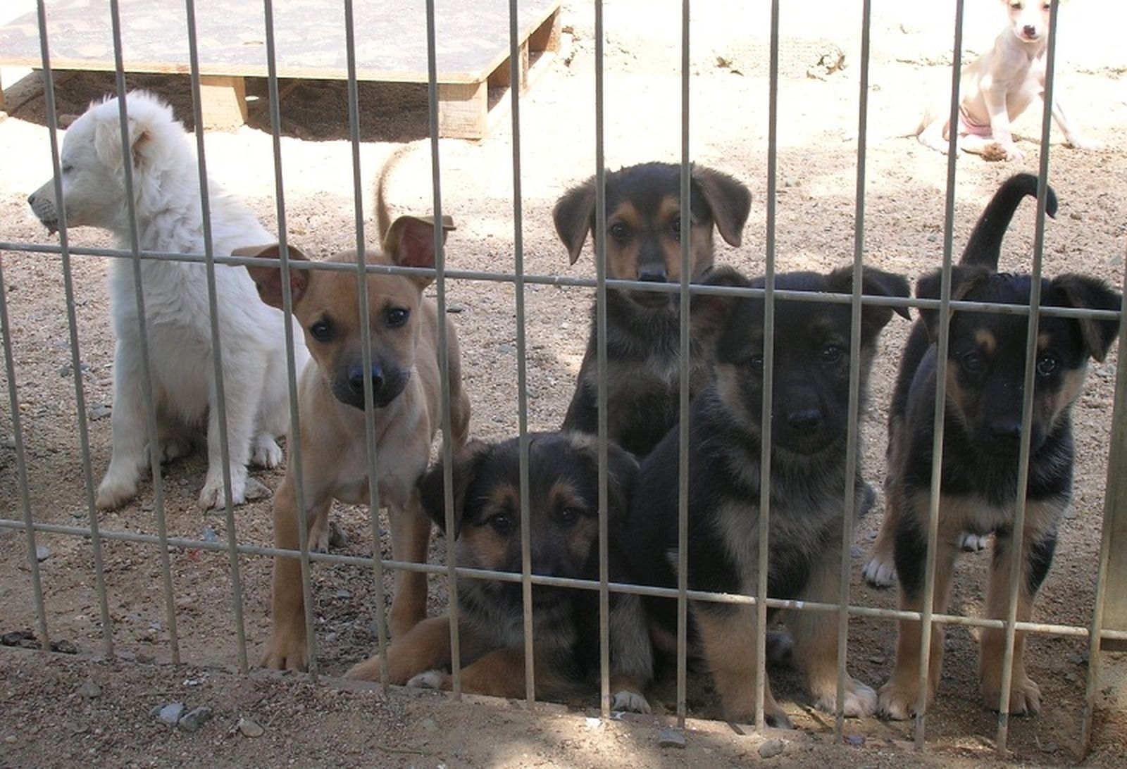 En verano aumenta el abandono de cachorros. / FOTO E.P.