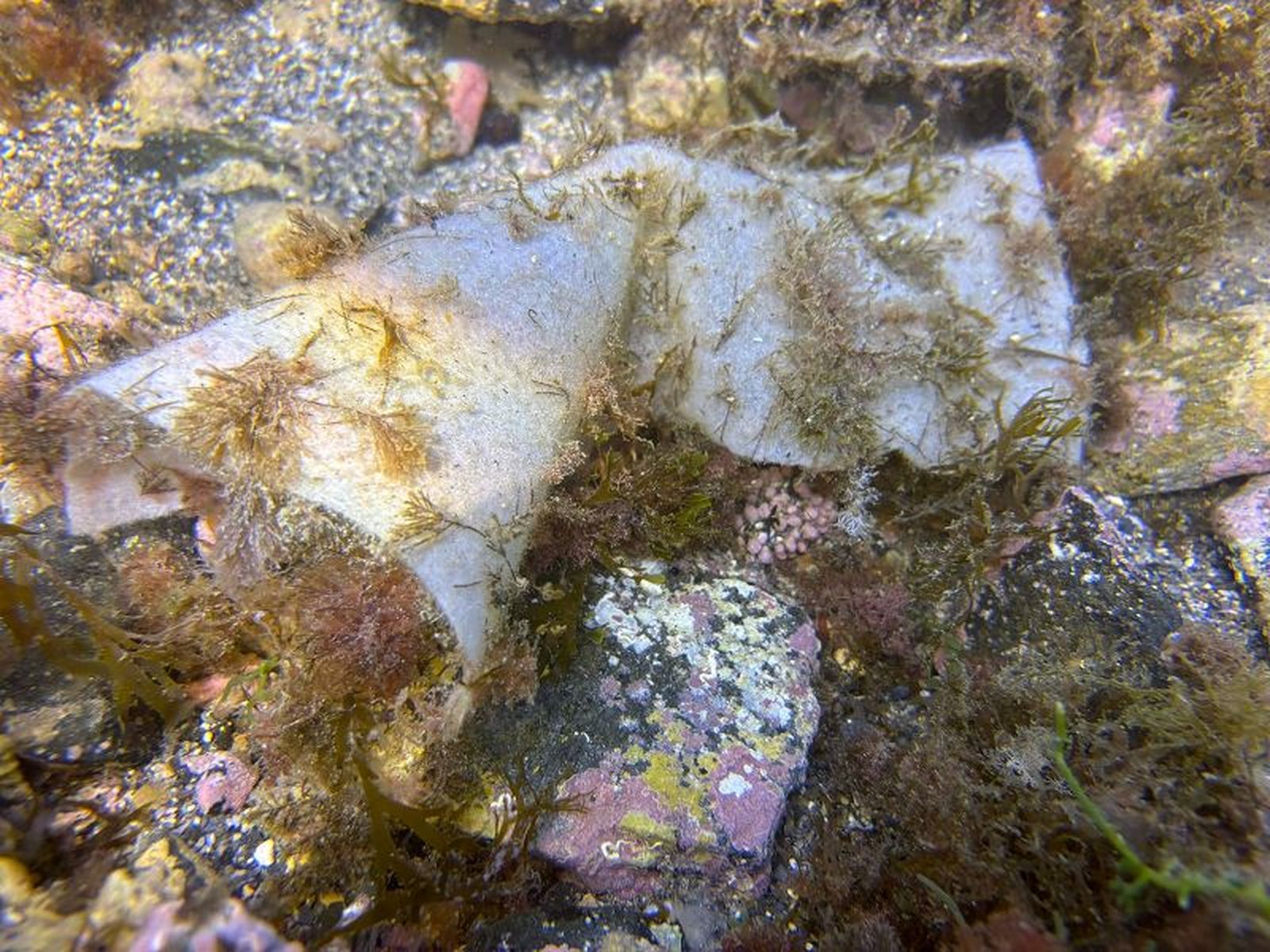 “Las toallitas húmedas tardan mucho tiempo en degradarse en el mar”. / FOTO CEDIDA
