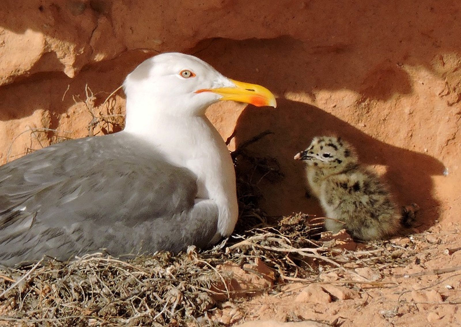 En peligro la gaviota de audouin.