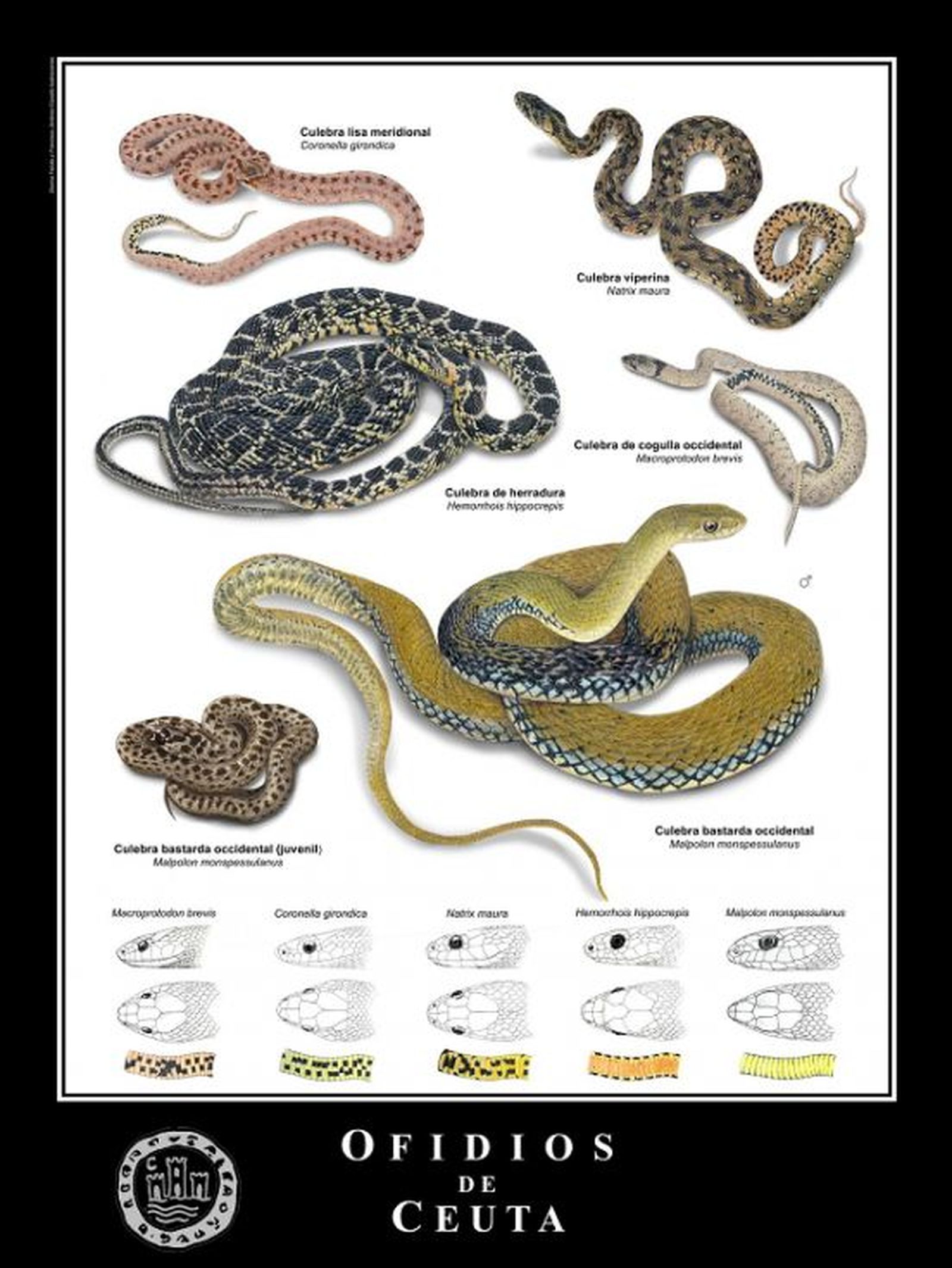 En este póster aparecen reflejadas las cinco especies de culebra que existen en Ceuta./ FOTO IEC