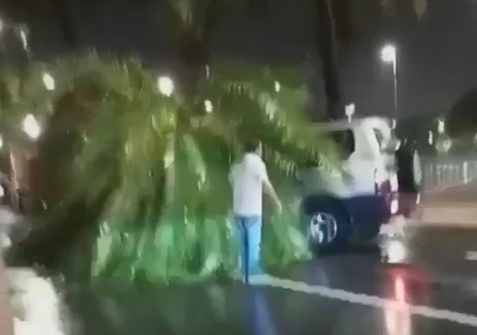 4664_290_coche-palmera