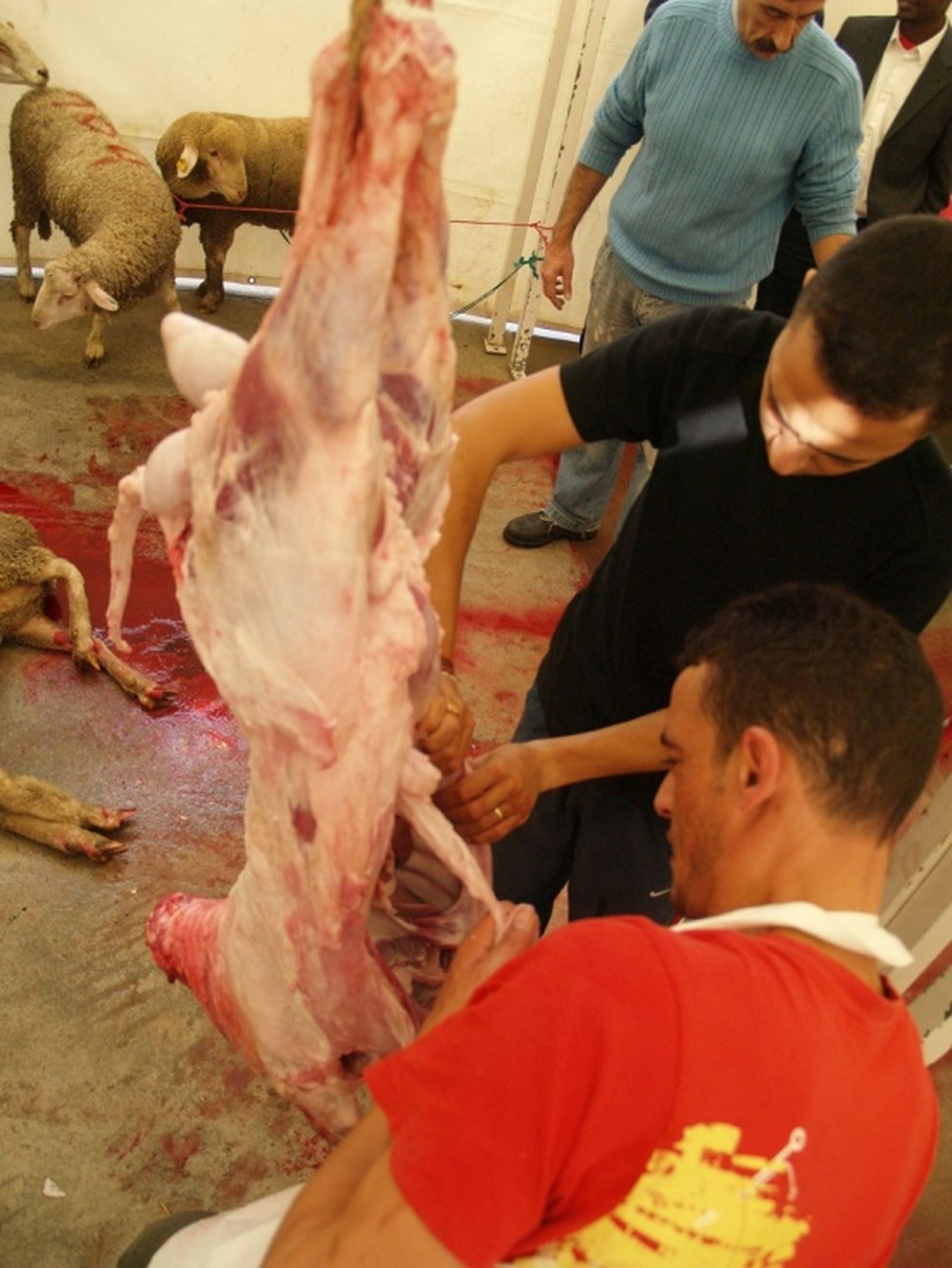 Dos jóvenes manipulando un cordero sin piel en un matadero de Ceuta. / FOTO REDUAN
