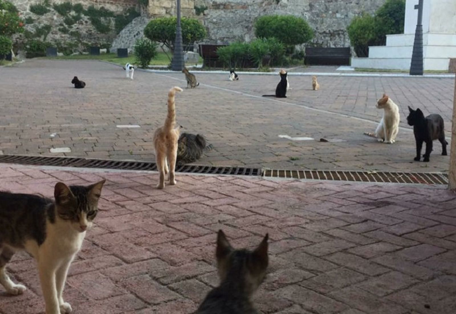 9666_gatos-callejeros-en-ceuta-768x576-1