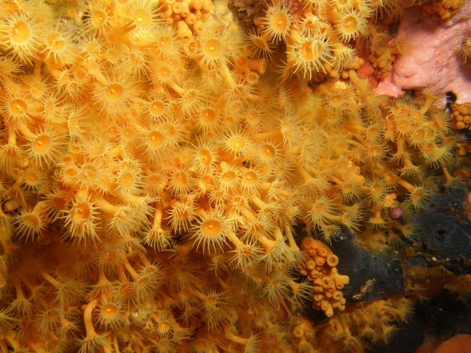 Parazoanthus brevitenticularis/FOTO FUNDACIÓN MUSEO DEL MAR