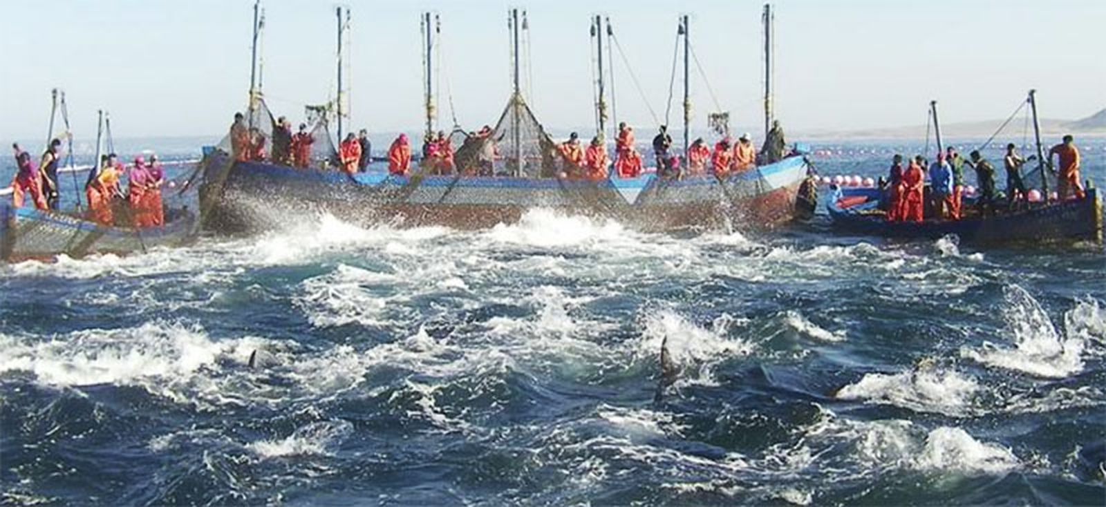 Imagen de la "levantá" del atún/FOTO CEDIDA