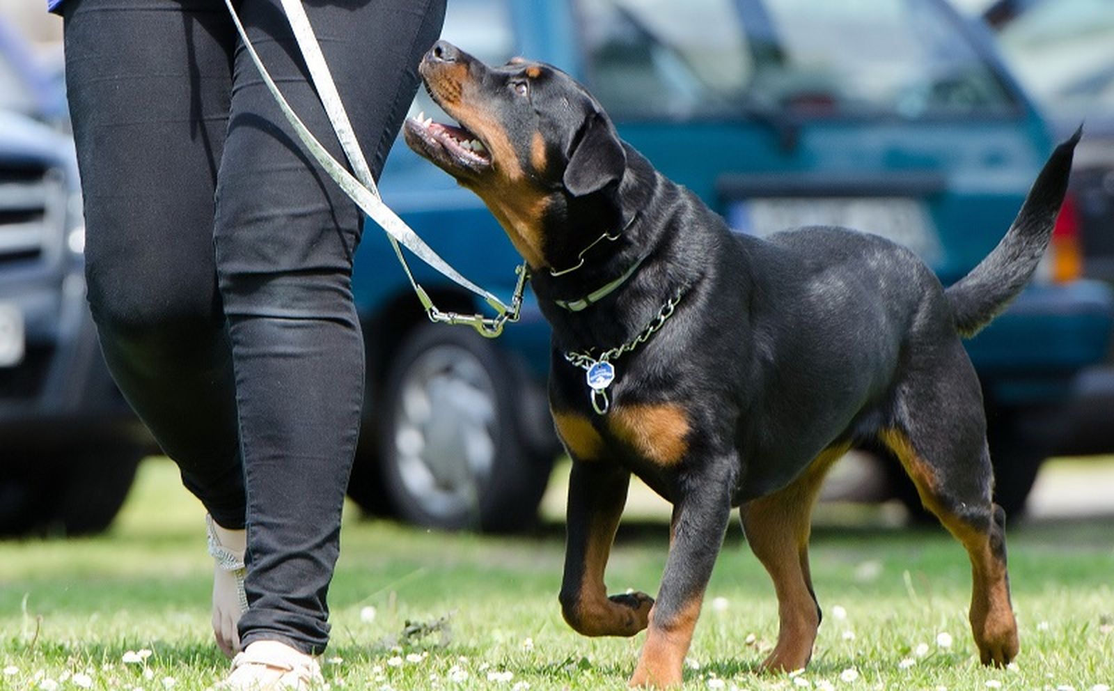 Un perro paseando con su dueña. / FOTO EL PUEBLO