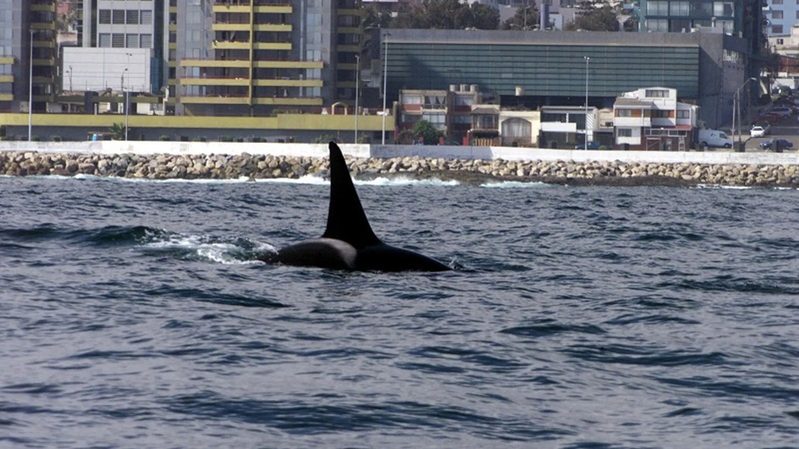 Una orca en los mares de Ceuta. / FOTO REDUAN
