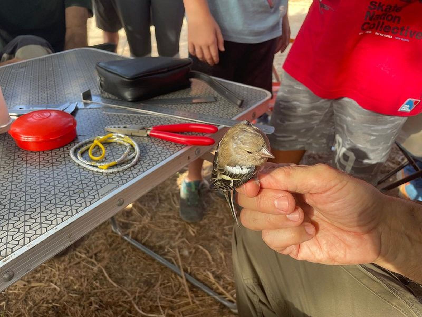 Momento del anillamiento científico, este domingo durante las jornadas./ FOTO REDUAN