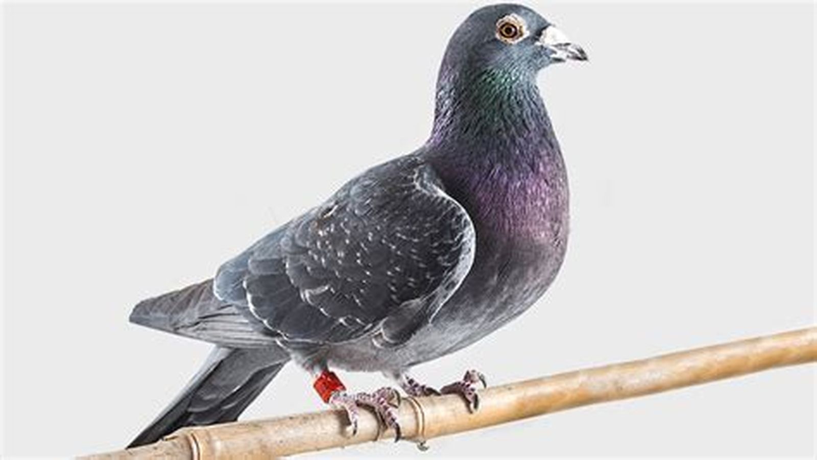 Paloma mensajera. / FOTO CEDIDA