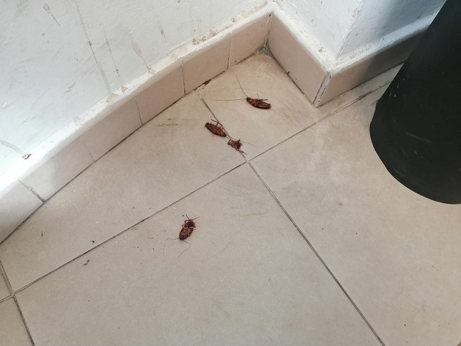 Plagas de cucarachas en un edificio de Ceuta | FOTO CEDIDA