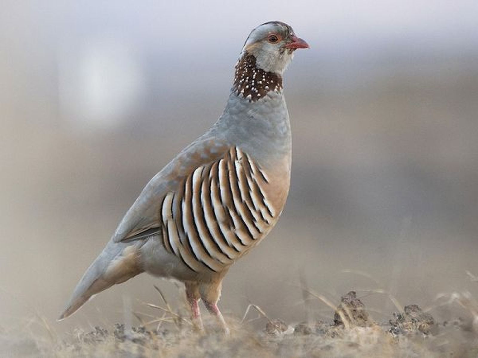 Perdiz moruna. / FOTO CEDIDA