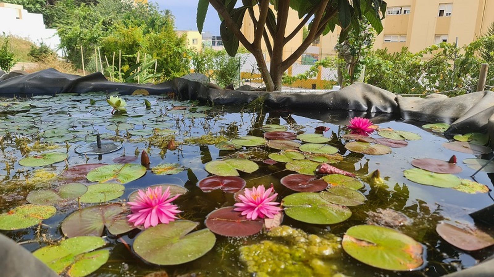 Biolago del Jardín de las Hespérides con ejemplares de nenúfares. | FOTO CEDIDA