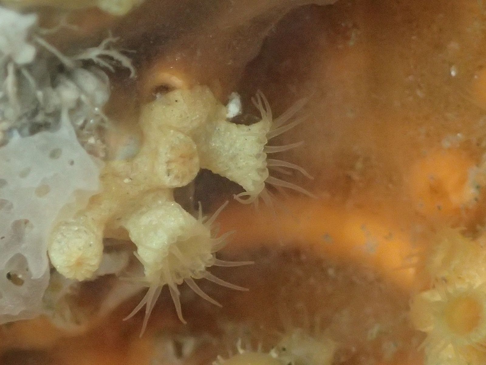 Parazoanthus franciscae/FOTO FUNDACIÓN MUSEO DEL MAR