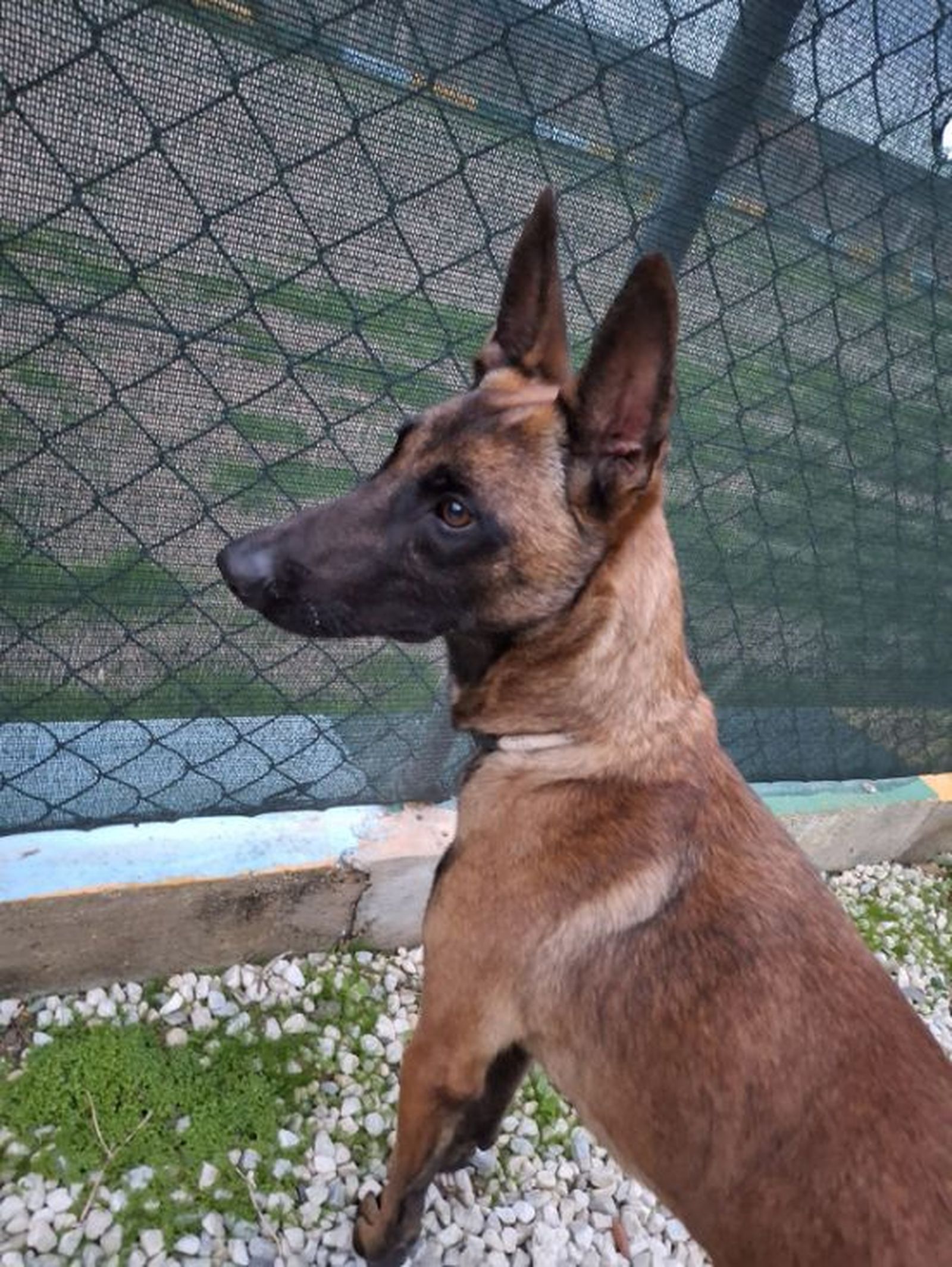 Ringo necesita a un acompañante para viajar a la Península mañana./ FOTO CEDIDA