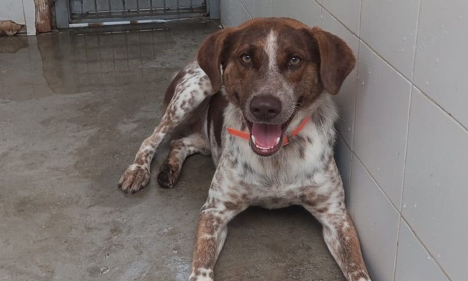 FOTO ZOOSANITARIO DE CEUTA