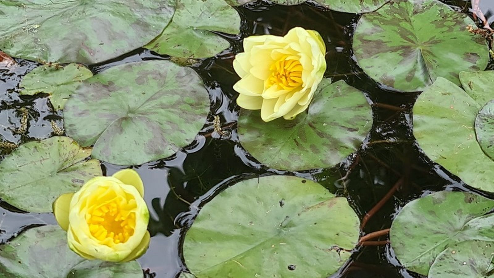 Ejemplares de Nenúfares en el lago del Jardín de las Hespérides | FOTO CEDIDA