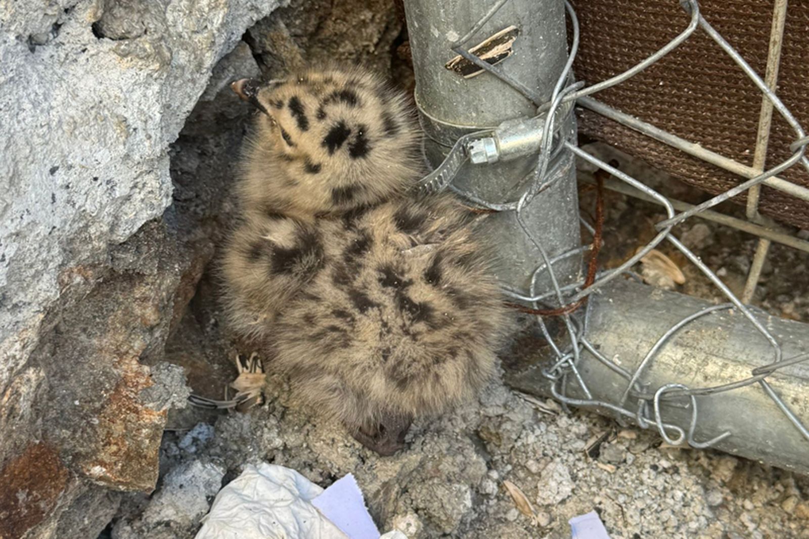 Un polluelo, en el recinto del Parque/FOTO CEDIDA