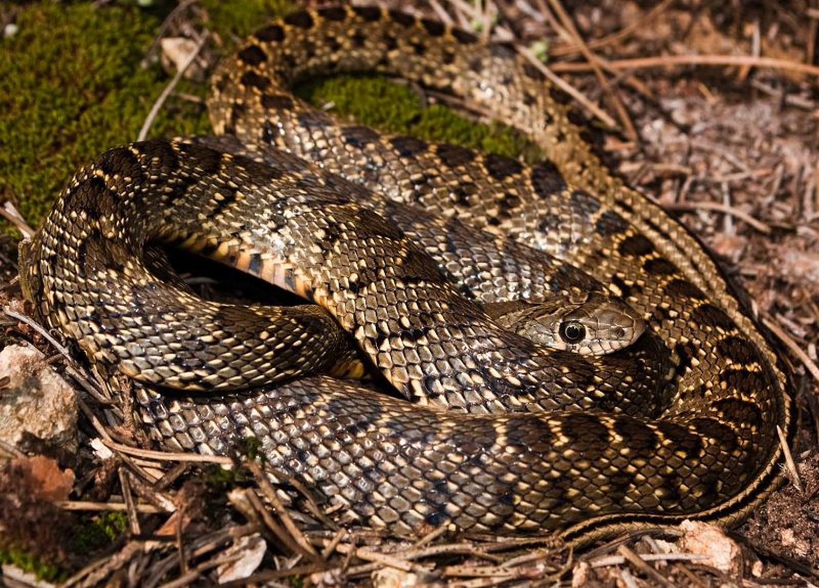 Culebra de herradura./ FOTO SAÚL YUBERO