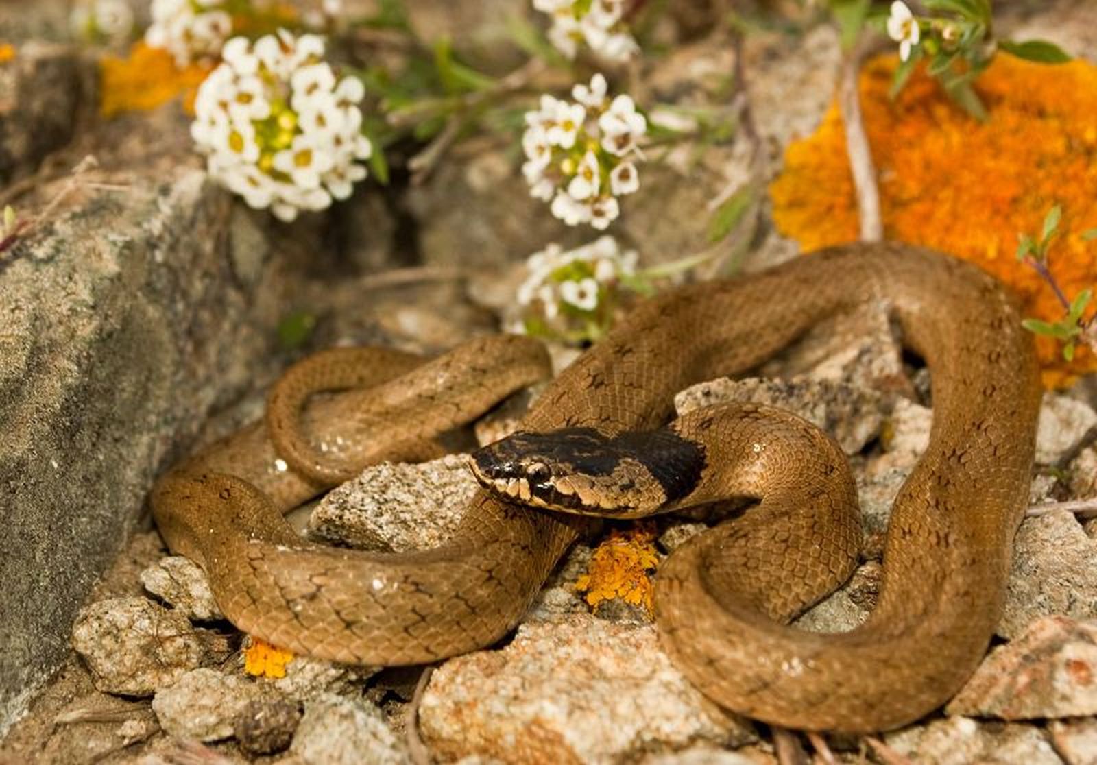 Culebra de cogulla./ FOTO SAÚL YUBERO