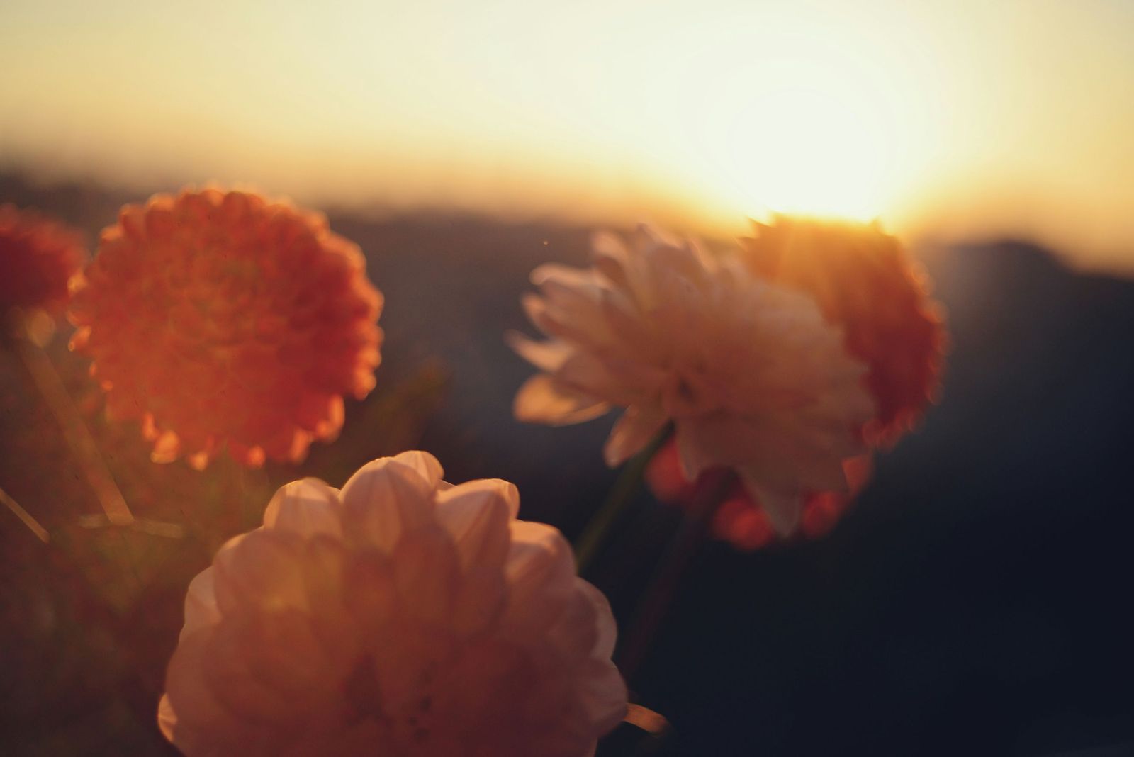 liana-s-N6cJuZlFzMo-unsplash