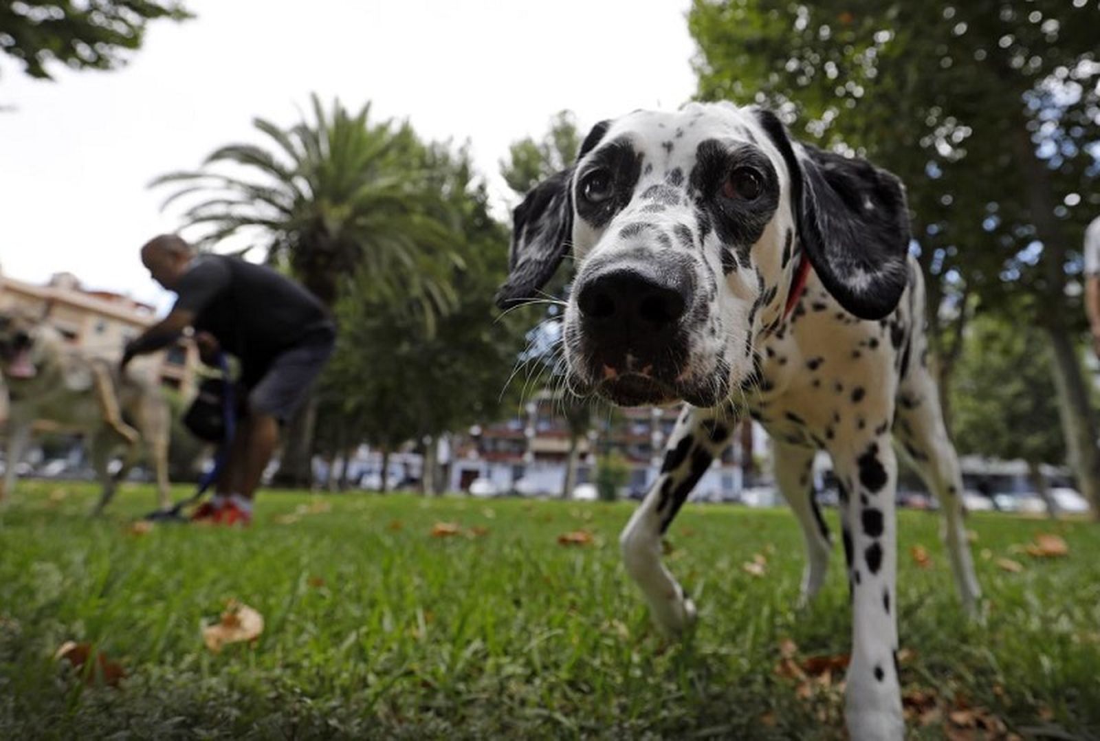 1211_perro-vm-k5zg-1248x698abc