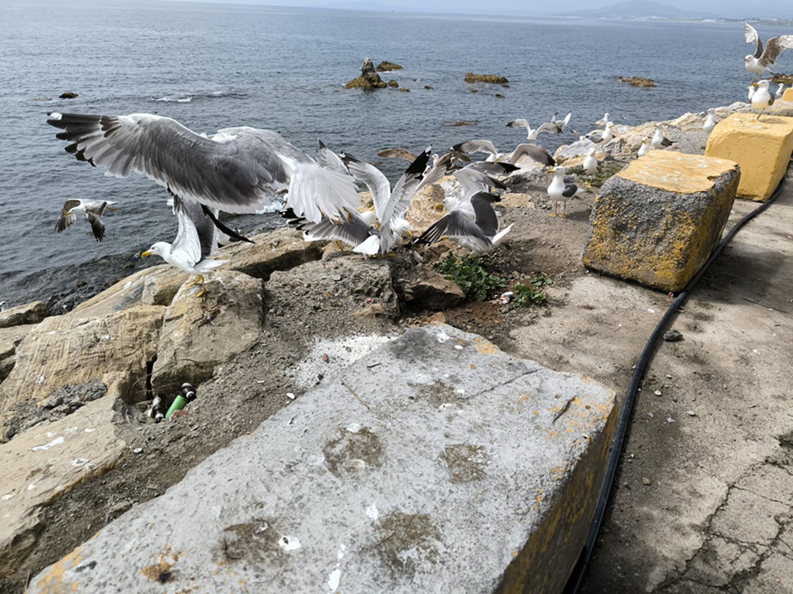 Gaviotas peleándose por trozos de pescado lanzados por 'Fai'. / FOTO NICOL'S