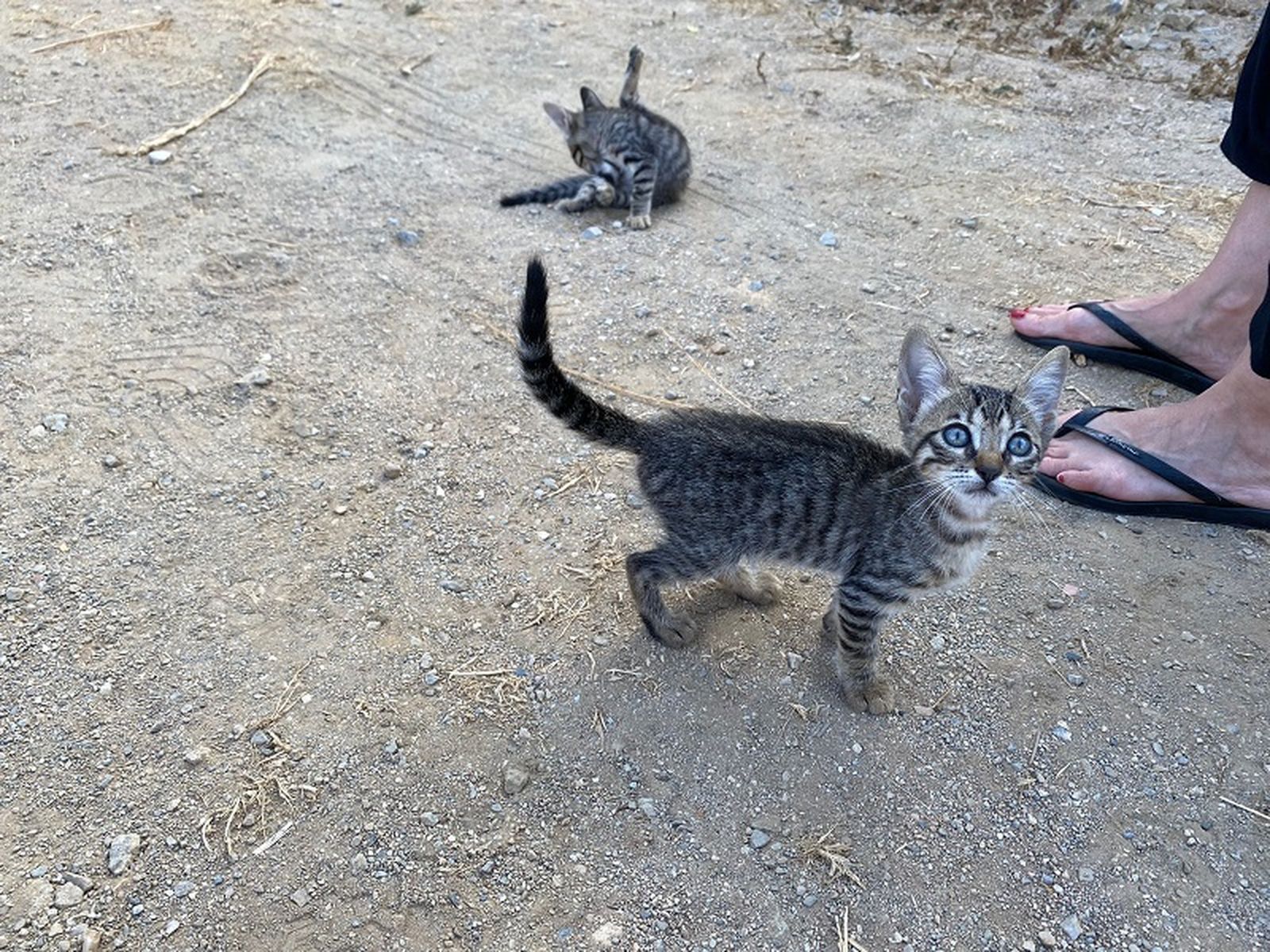 “En la ciudad se estima que hay unos 6.000 gatos en la calle”. / FOTO E.P.