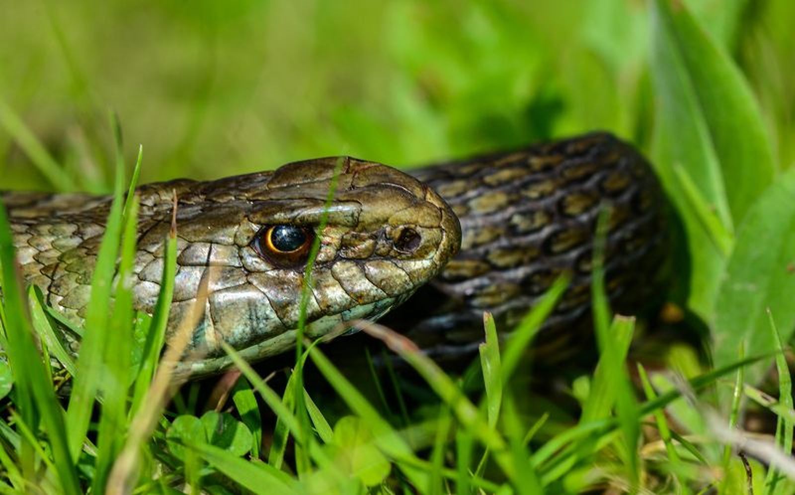 Culebra Bastarda./ FOTO SAÚL YUBERO