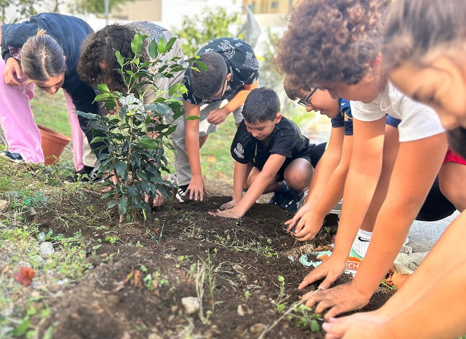 Plantación de un Ficus donado por el Pueblo de Ceuta al Ortega y Gasset. / FOTO E.A.Z