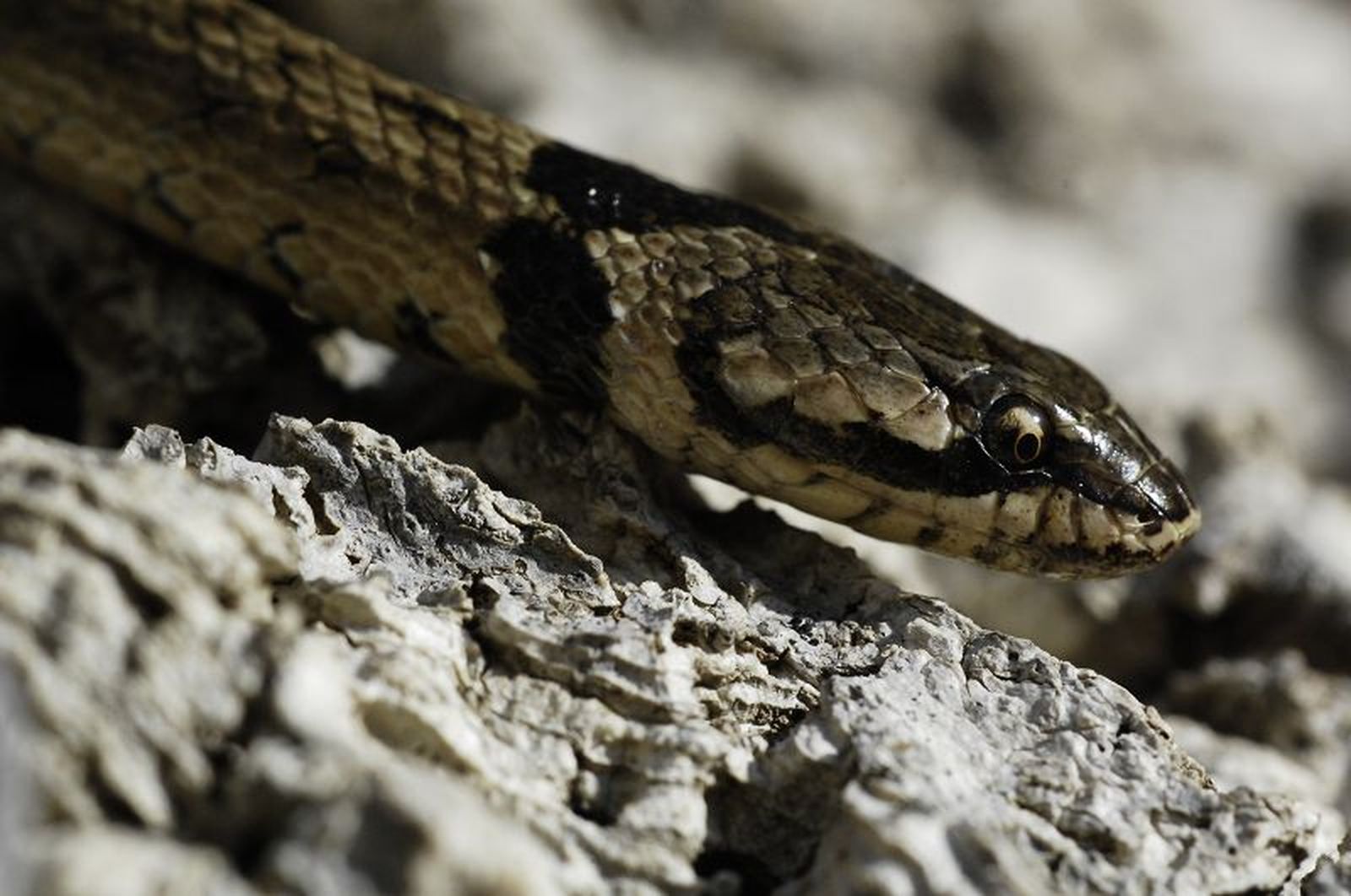 Culebra de cogulla./ FOTO SAÚL YUBERO