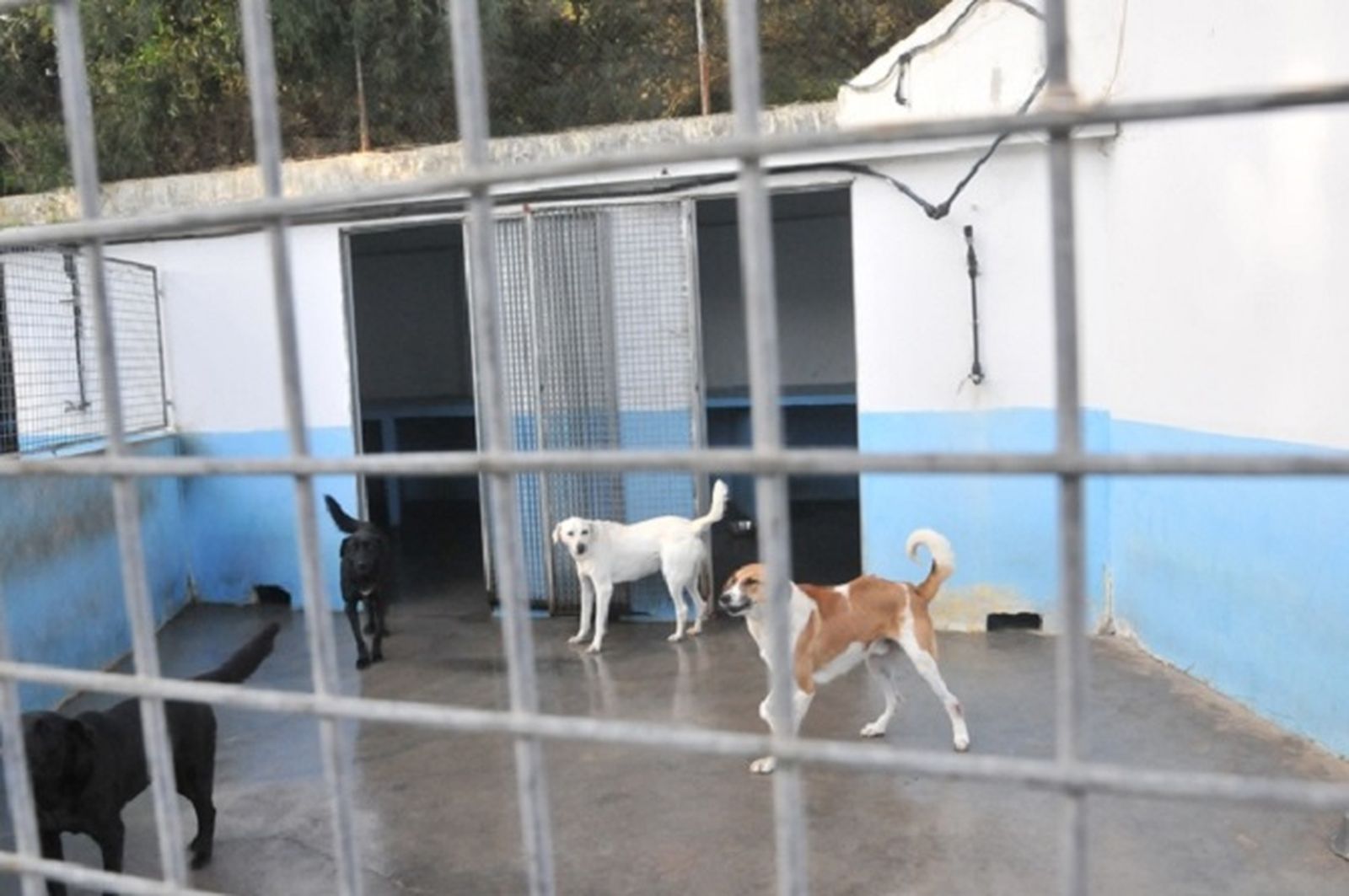 Perros en la protectora de animales de Ceuta. / FOTO EL PUEBLO
