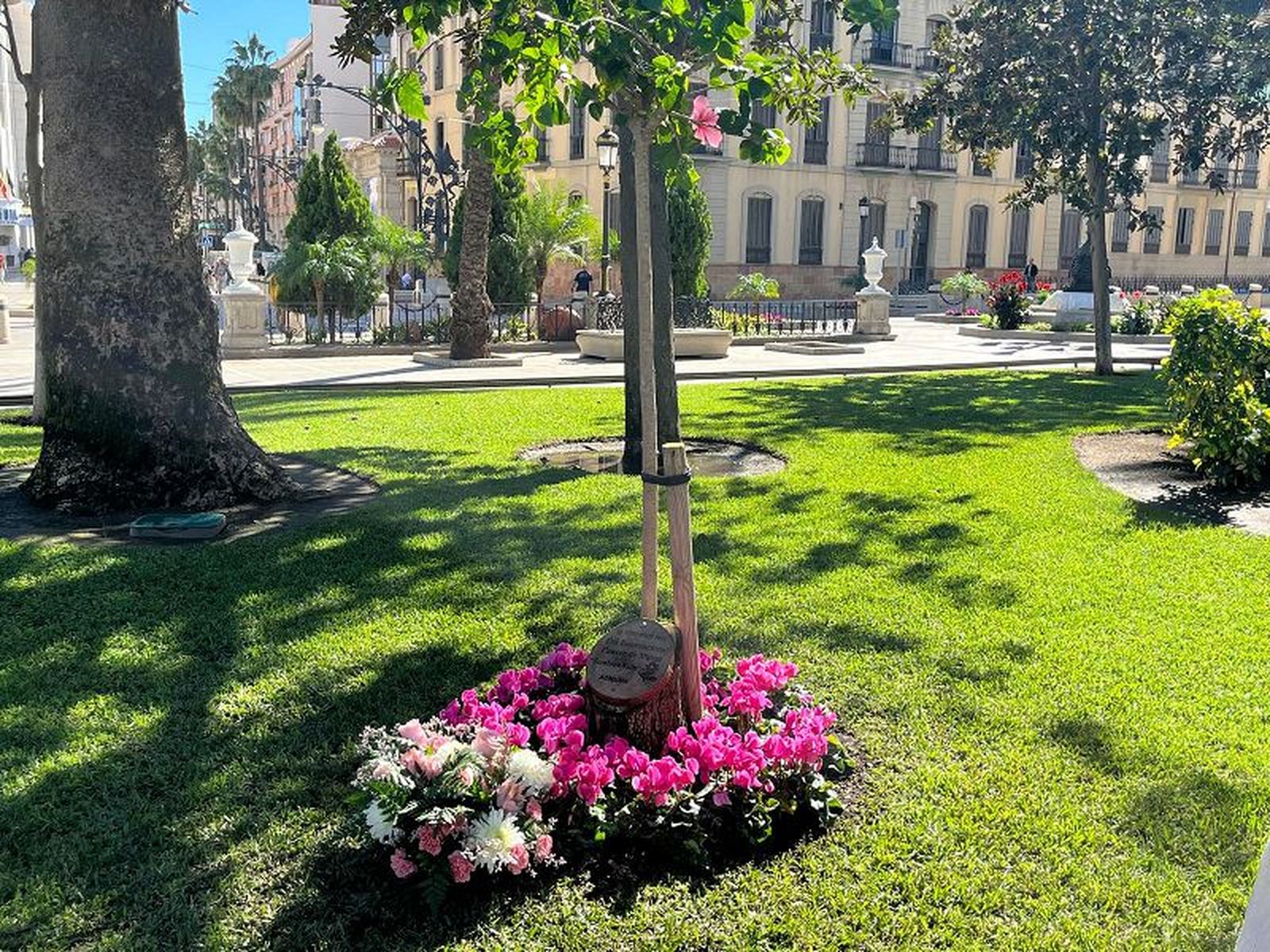 Árbol conmemorativo, situado en la Plaza de África./ FOTO J.A.G.