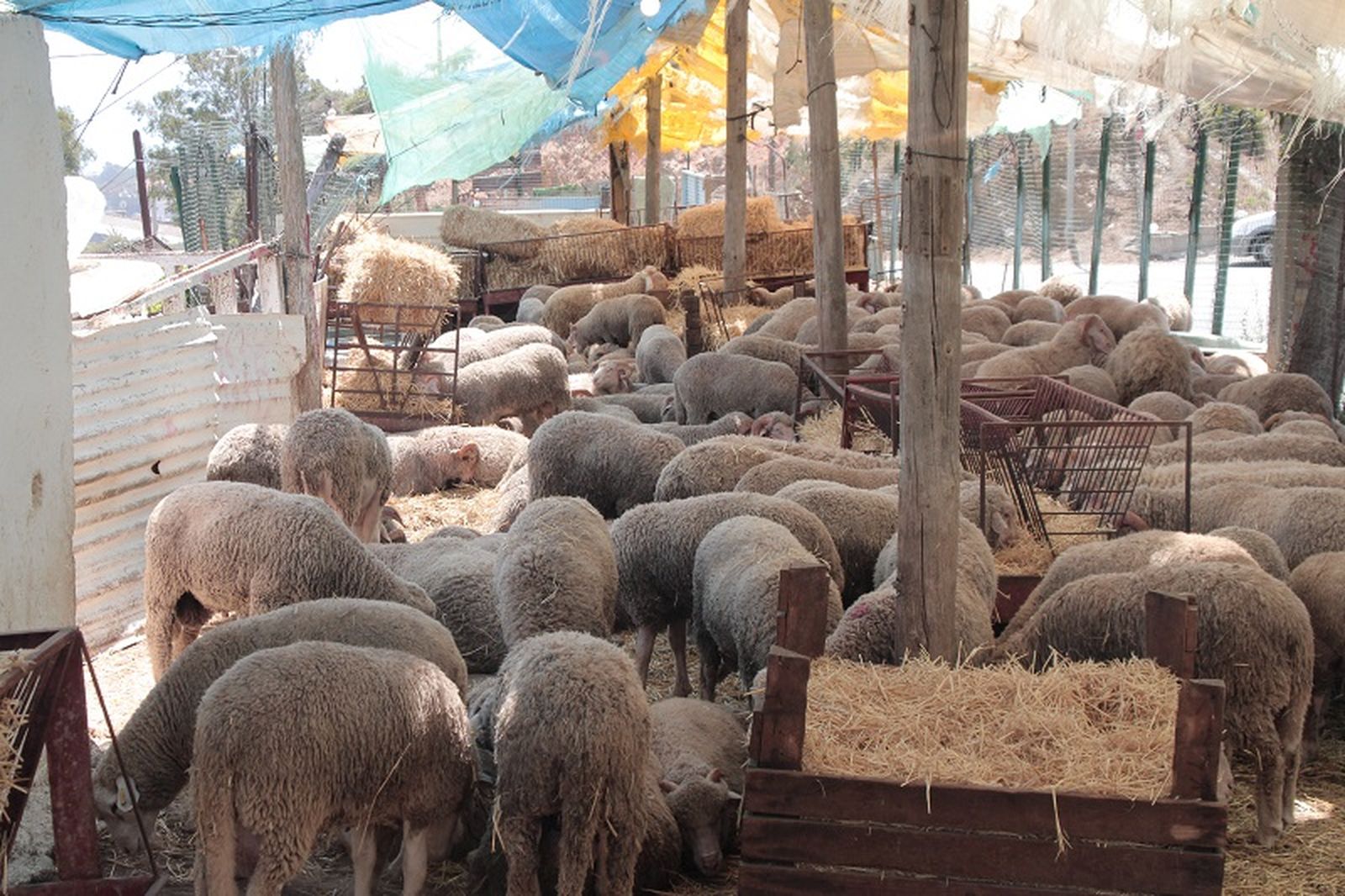 9963_3462_3178_borregos